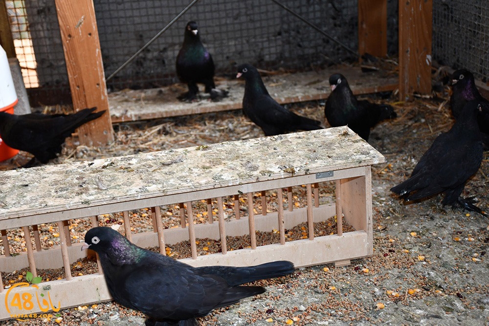 zohdi 3ashoor (34).jpeg